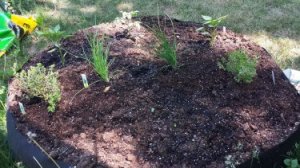 Lauren's garden, which will have all the makings of a delicious salad soon.