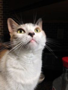 Bella ("Uh-oh, what the heck is THAT?")