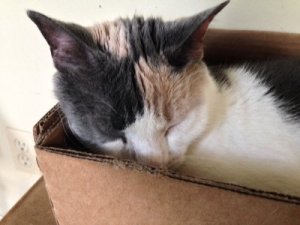 Lizzie in her favorite spot for sleeping.