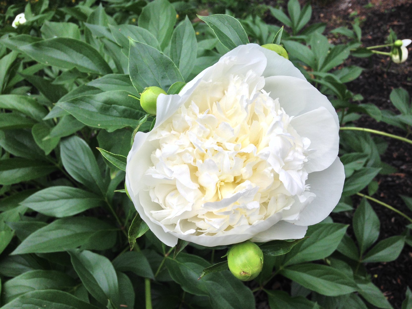 whitepeony