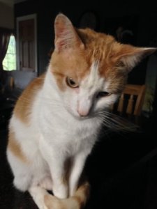 A disconcerted Ziggy.