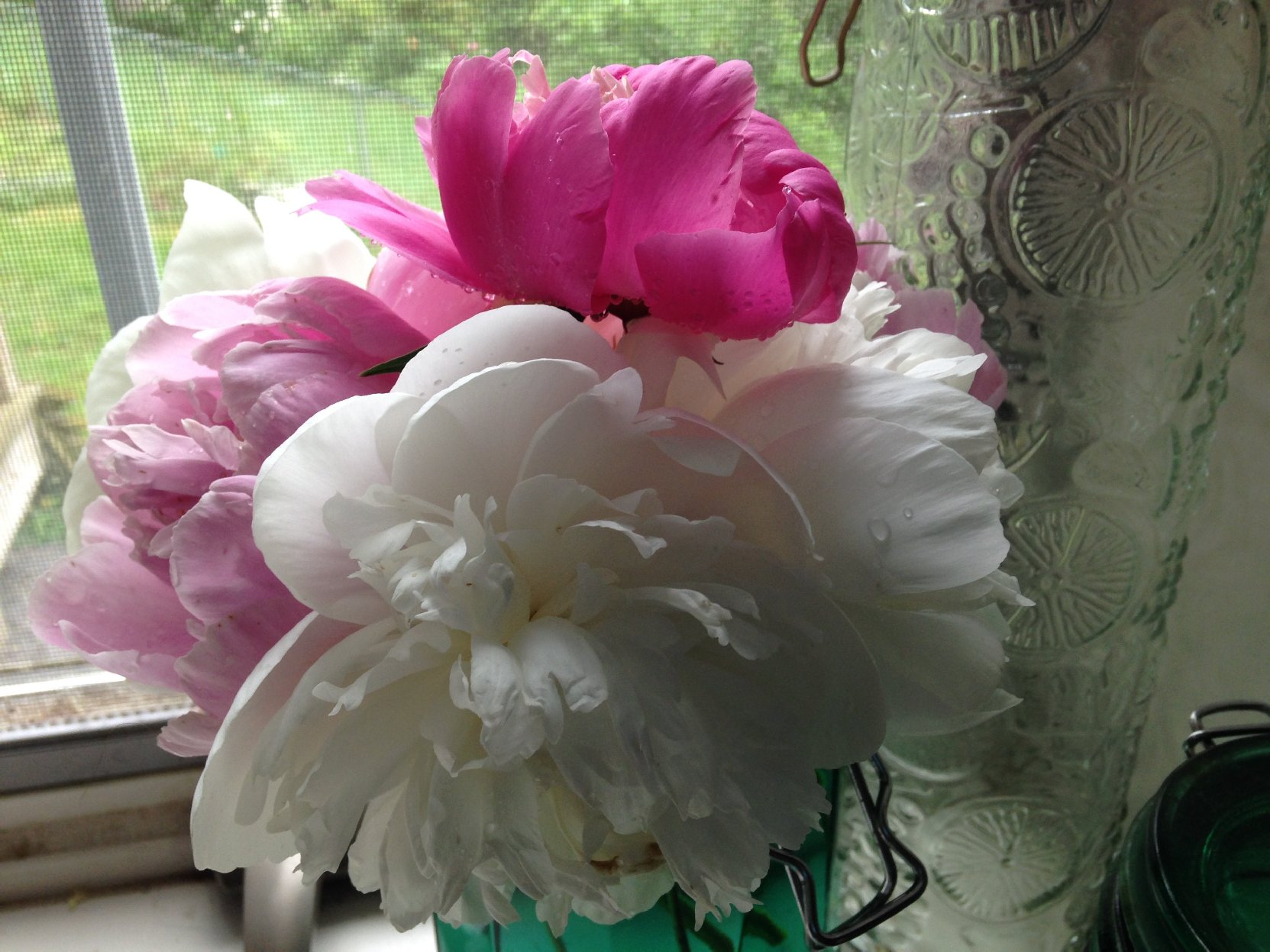 peonies