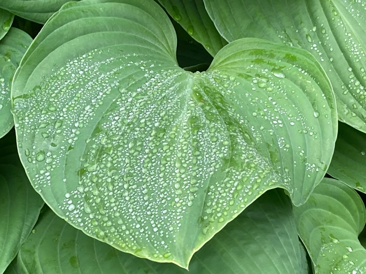 Rainy Days and&nbsp;Fridays