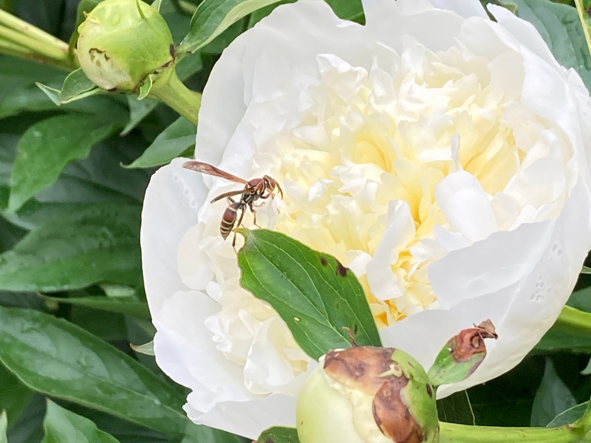 Again, with the&nbsp;peonies?